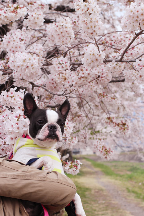 201404211.jpg