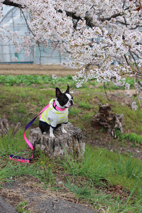 2014042515.jpg