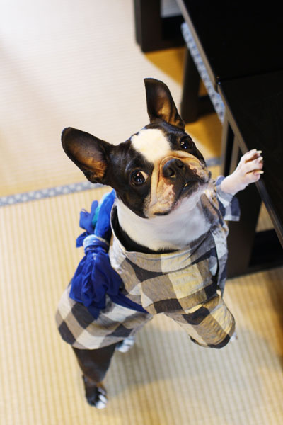 yukata_kousi_gure1.jpg