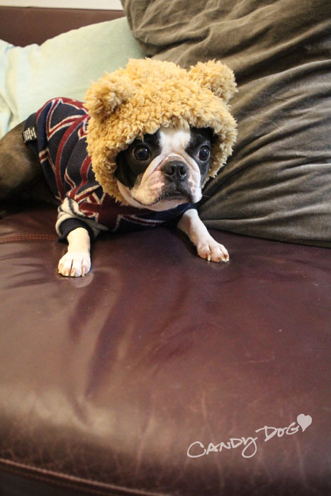 kuma_ing3.jpg