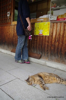 看板猫