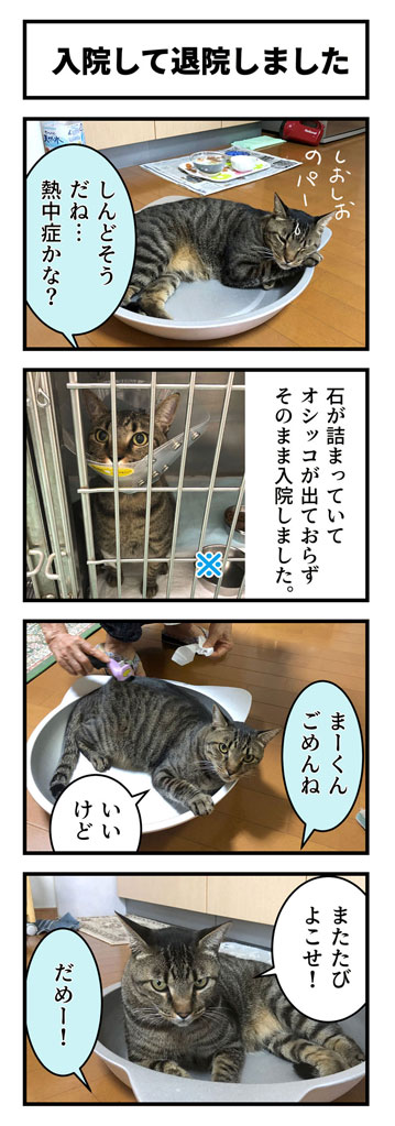 猫マンガ 入院して退院しました まーくん Fdf のブログ