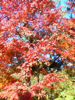 20051130_77153.jpg