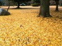20051206_81004.jpg
