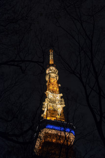 東京タワー_tokyo tower_夜_枝_ライトアップ_light up.JPG