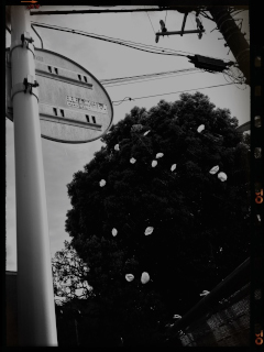 桜 花びら 散る モノクロ B&W