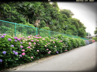 日吉 紫陽花 矢上川