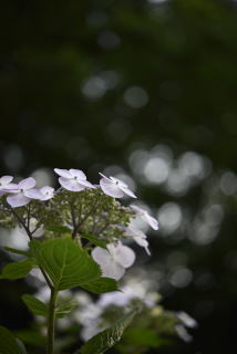 紫陽花 日吉 矢上