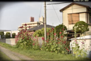日吉 矢上川_01.JPG