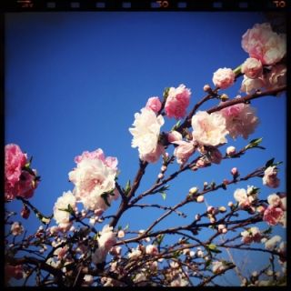 源氏桜