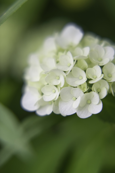 紫陽花 横浜 新港中央広場