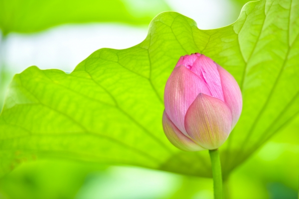 ̱ ϡ Lotus ϡ