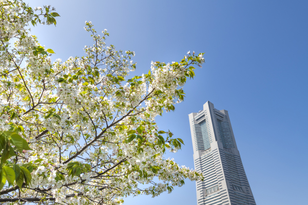 2021 横浜 桜 ランドマークタワー 運河パーク みなとみらい 春