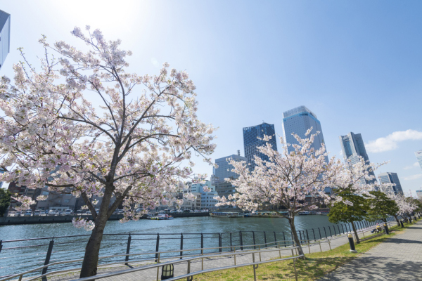 2021 横浜 桜 新港プロムナードランドマークタワー みなとみらい 春