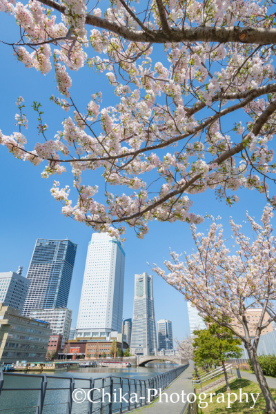 2021 横浜 桜 新港プロムナード 馬車道 みなとみらい