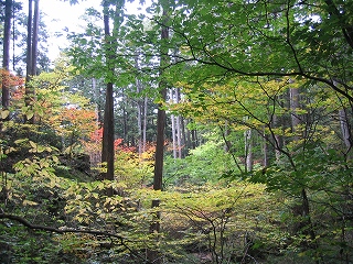 天然林と紅葉