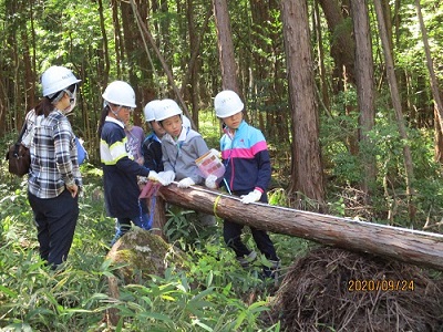 樹高の計測