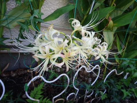 DSC01105.JPG