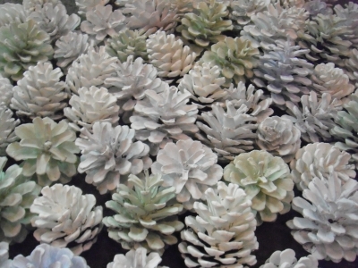 DSCF8026.JPG