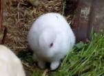 耳なしウサギ