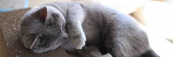 猫雑貨のお店にゃんスタイル シャルトリューのサキちゃん