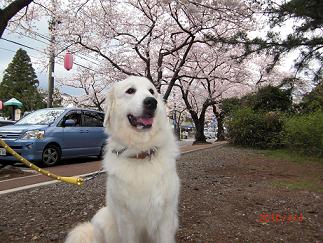 sakura