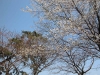 萩城跡の桜