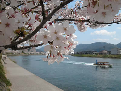 河添の桜並木