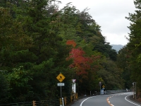 紅葉