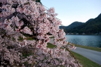 平安古のしだれ桜