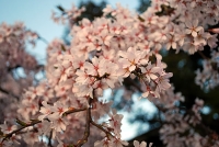 平安古のしだれ桜