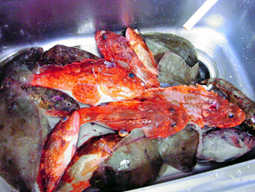 釣果.jpg