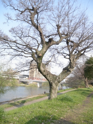 P3195450.JPG