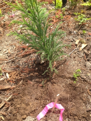 植樹祭苗