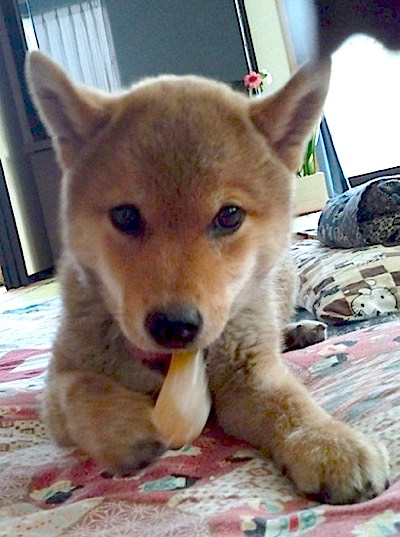 犬とかリスとか ゆっくり ゆっくり