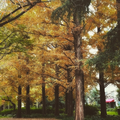 晩秋の朝＠靭公園202010