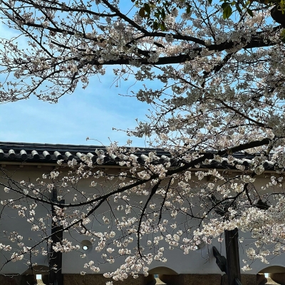 大阪城本丸桜