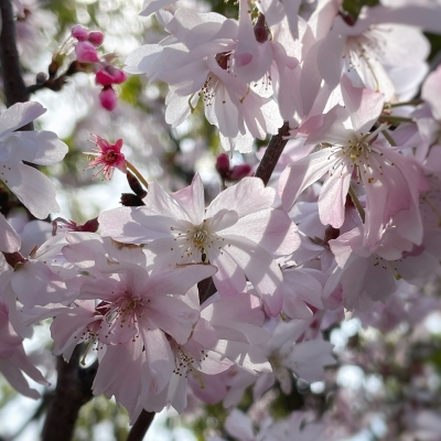 大阪城公園桜_一重ピンク_より