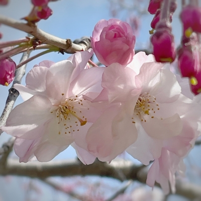 大阪城公園_蕾の色_より