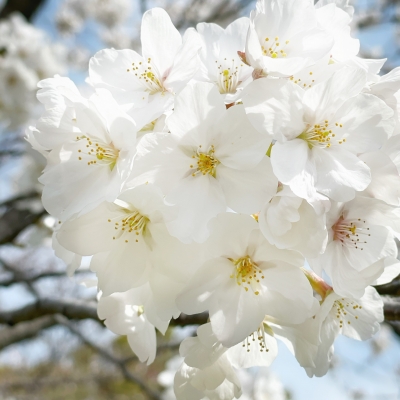 大阪城公園＿桜_白_より