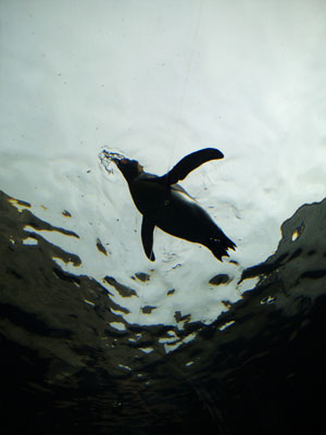 水中を飛ぶペンギン
