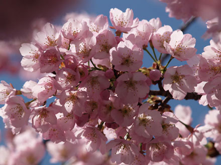 近所の早咲きの桜