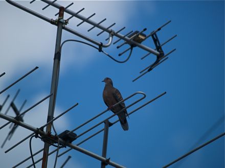 親鳥が挨拶に!
