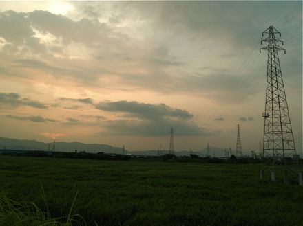 ヨシ原