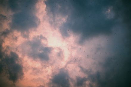 空に舞うツバメ