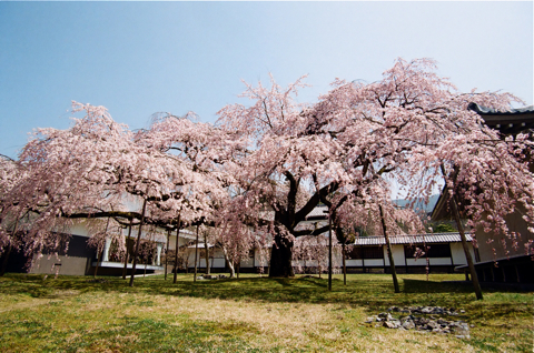 sakura_b_0.jpg