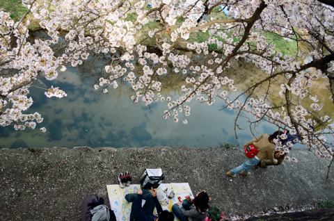 sakura_b_3.jpg