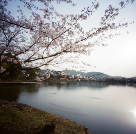 sakura_b_4.jpg