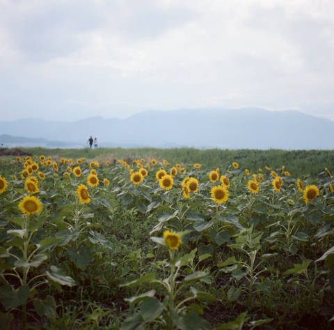 himawaridate.jpg
