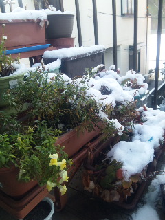 20100202雪01
